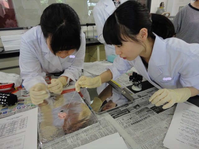 ランキング上位のプレゼント 実習解剖学
